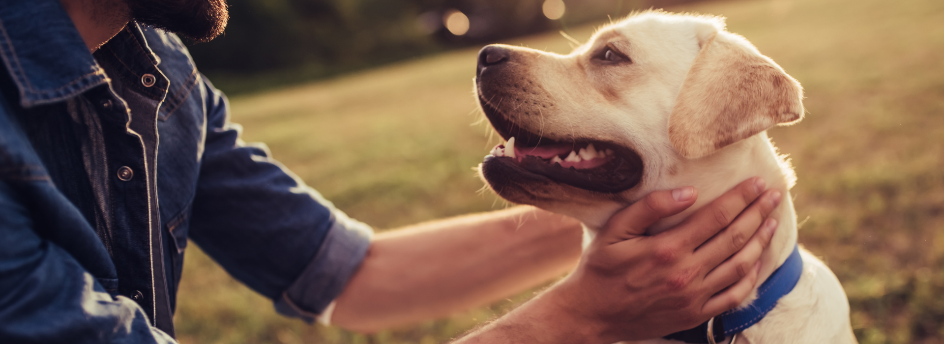 Dernière chance d'obtenir ces 9 meilleurs éliminateurs d'odeurs d'animaux -  I Love Veterinary